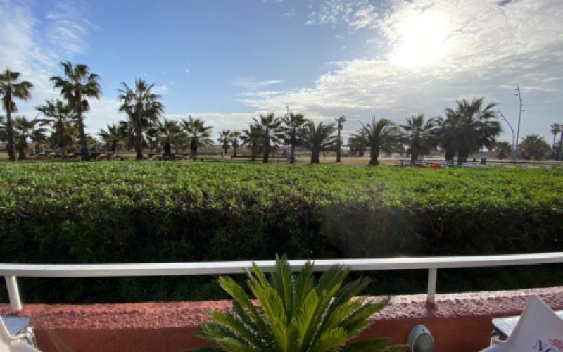 Vista de setos y palmeras con el mar al fondo desde la terraza